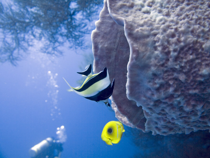 Shark's Cave 1, Moorish Idol